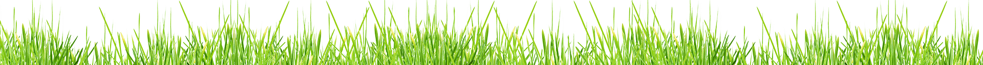 grass background border